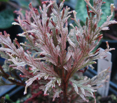 Selaginella erythropus 'Sanguinea' ...    2.11.15 064.jpg