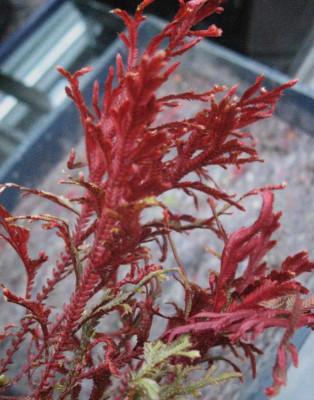 Selaginella erythropus 'Sanguinea'   ... 2.11.15 066.jpg