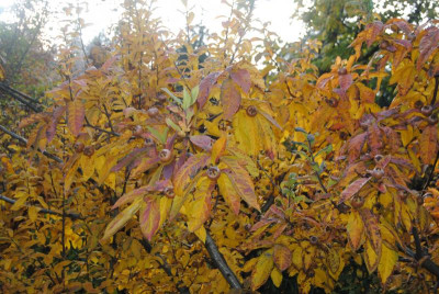 oktober 020.jpg