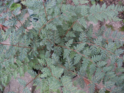Cheilanthes feei  ... 3.11.15 001.jpg
