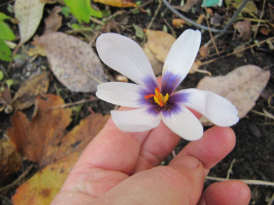 Crocus matthewii 151101.jpg
