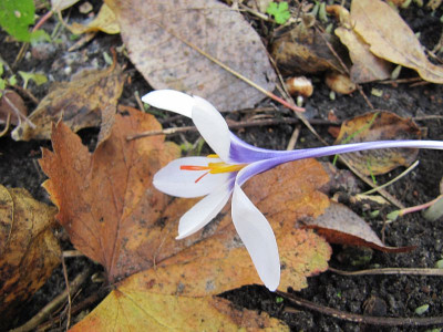 Crocus matthewii 2 151101.jpg