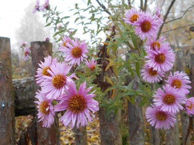 A.n.a.Rosa.Sieger2.JPG