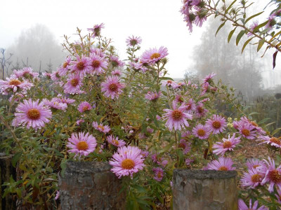 A.n.a.Rosa.Sieger3.JPG