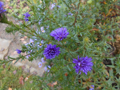 A.n.b.Sämlingblau_violett.JPG