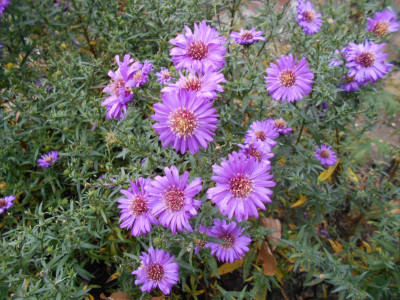 Aster novi-belgii.JPG