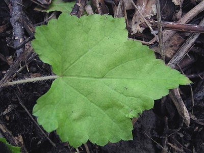 mitella_diphylla.jpg