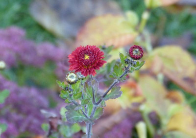 2015-11-02 Chrysanthemum 'Julie la Graverel'.jpg