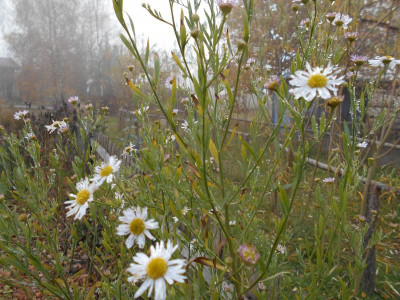 Boltonia.a.Snowbank3.JPG