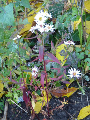 2015-11-02 Aster 'Weißes Wunder'.jpg