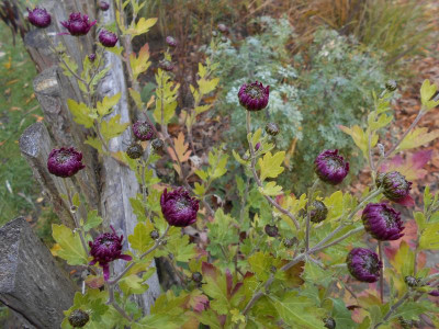 Chry.Bordeauxviolett2.JPG