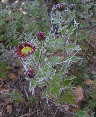 IMG_6790_Chrysantheme_4Nov2015_.jpg