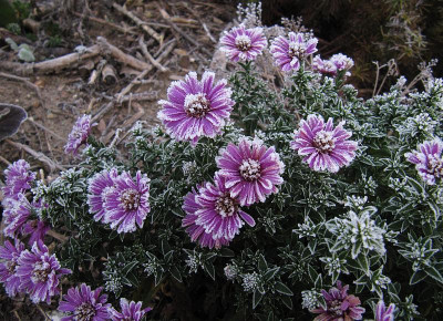 IMG_6817_Aster_dumosus_4Nov2015_.jpg