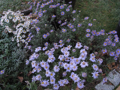 IMG_6836_Astern_4Nov2015_.jpg