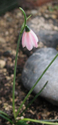 Acis rosea ...  25.10.15 137.jpg