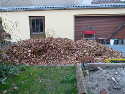 2015-11-04 Laub.jpg