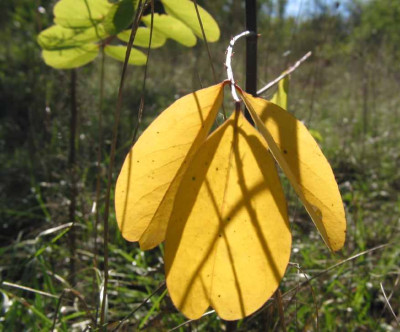 BLATT_FR_1808_I.jpg