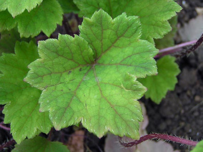 a_tellima_grandiflora_purpurteppich.jpg