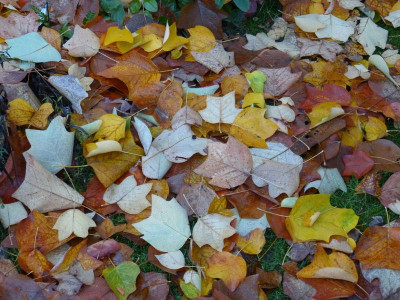 2015-11-04 Liriodendron tulipifera.jpg