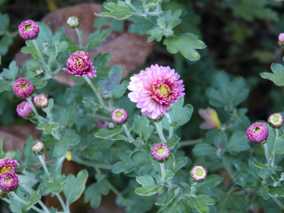 2015-11-04 Chrysanthemum 'Mei-kyo'.jpg