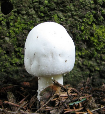 Waldchampignon_18.08.06_003.jpg