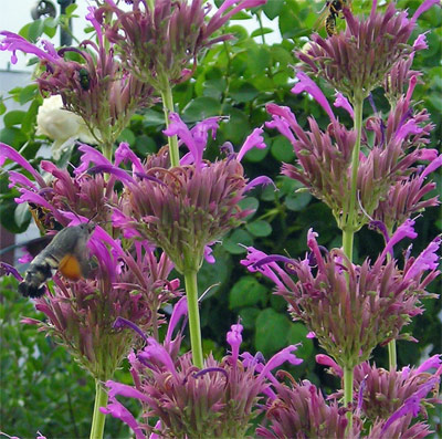 agastache_03.jpg