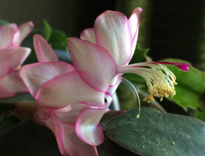 Schlumbergera Queen 11-2015.jpg
