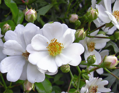 sternenflor_01.jpg
