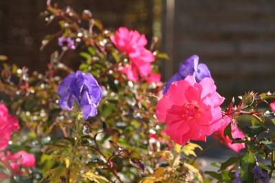 Rose Mirato und Aconitum IMG_9701.jpg