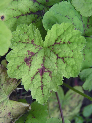 a_tiarella_elfriede.jpg