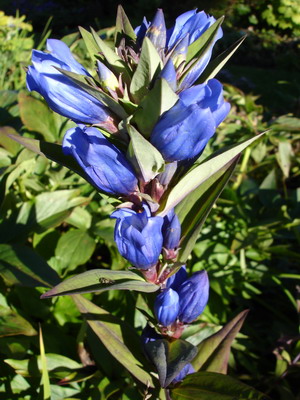Gentiana_trifolia_2_Groenveranderung.JPG