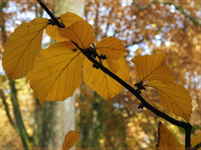 ZaubernussFarbstudie-600px.jpg