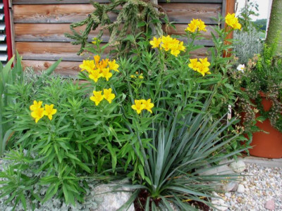 Alstroemeria.winterhart.jpg