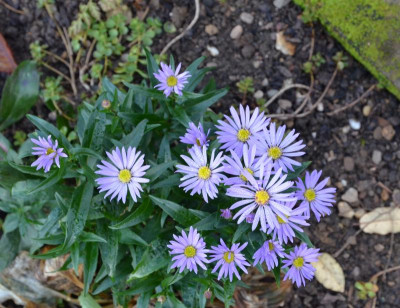 Aster-Sämling.15-1.jpg