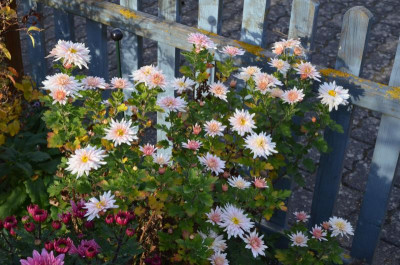 Chrysanthemum-Sämling.15-4.jpg