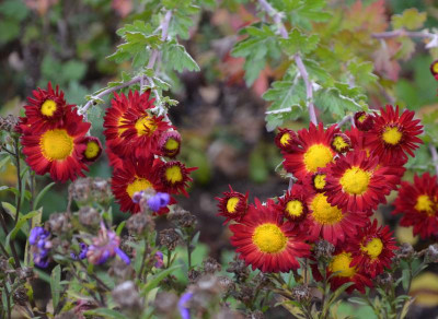Chrysanthemum-rot.15-1.jpg