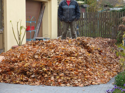 2015-11-06 Laub 1.jpg