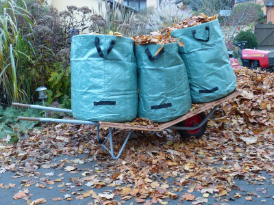 2015-11-06 Laub 2.jpg