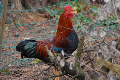 DSC_3531.JPG