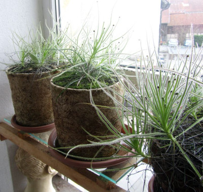 Drosophyllum-special.jpg