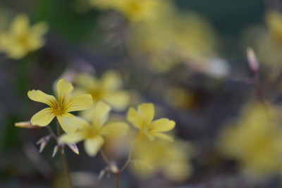 Oxalis vulcanicola 1.jpg