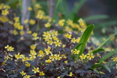 Oxalis vulcanicola 2.jpg