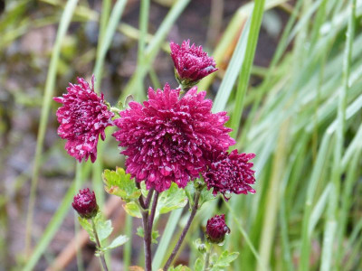 2015-11-07 Chrysanthemum 'Brennpunkt'.jpg