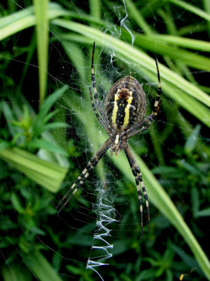 Spinne1.jpg