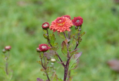 2015-11-07 Chrysanthemum 'Julie la Gravere'.jpg