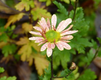 2015-11-07 Chrysanthemum 'Oudolf'.jpg