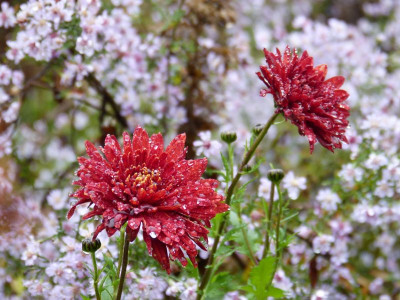 2015-11-07 Chrysanthemum 'Königssohn'.jpg