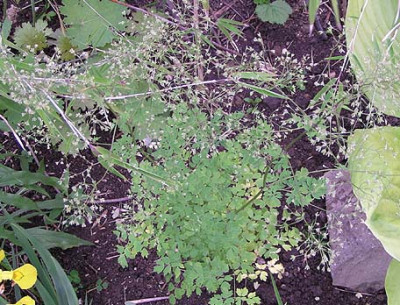 thalictrum_filamentosum_var_tenerum.jpg