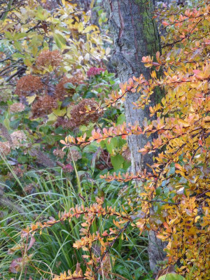 2015-11-07 Gartenimpressionen 1.jpg