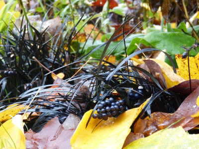 2015-11-07 Gartenimpressionen 3.jpg
